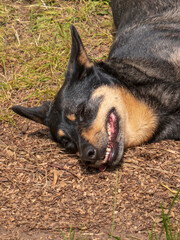 Close-up of a happy dog rolling in the dirt