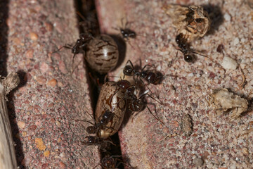 hormigas granívoras con semillas 