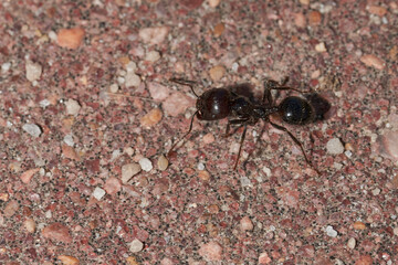 hormigas granívoras con semillas 