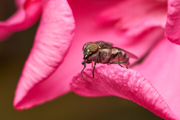 mosca azul sobre un flor rosa 
