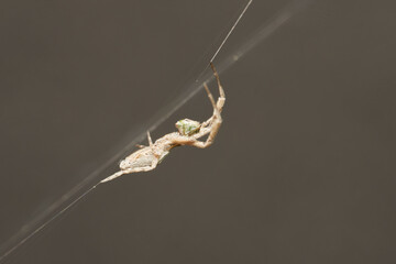 araña tejedora en su tela 