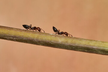 hormigas granívoras en un tallo 