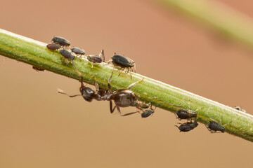 hormigas y pulgones en simbiosis 