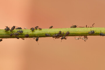 hormigas y pulgones en simbiosis 