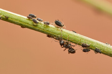 hormigas y pulgones en simbiosis 
