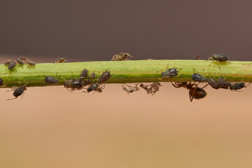 hormigas y pulgones en simbiosis 