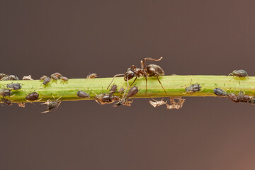 hormigas y pulgones en simbiosis 