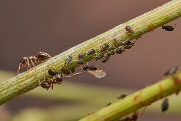 hormigas y pulgones en simbiosis 
