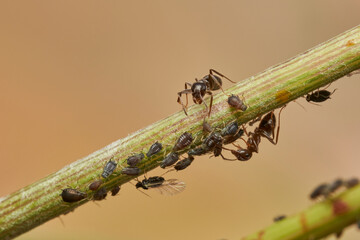 hormigas y pulgones en simbiosis 
