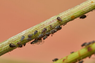 hormigas y pulgones en simbiosis 