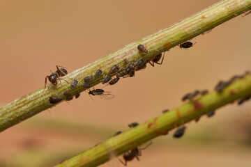 hormigas y pulgones en simbiosis 