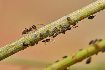 hormigas y pulgones en simbiosis 