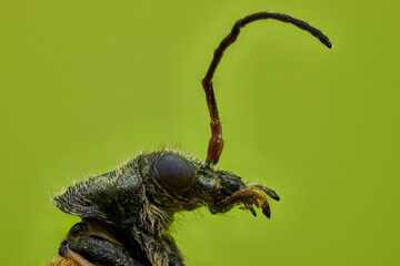 escarabajo de antenas largas macro extremo 
