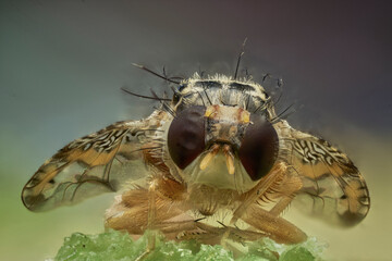 mosca de la fruta vista de frente en macro extremo 