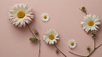 Obraz premium Delicate daisy arrangement on pastel pink background