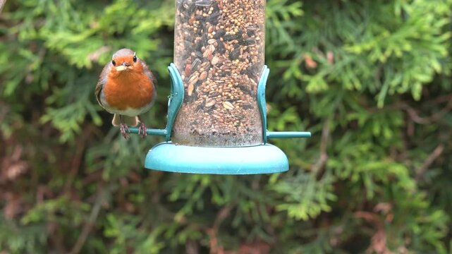 robin in the garden