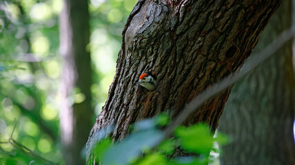 Great spotted woodpecker chick peering out of nest hole