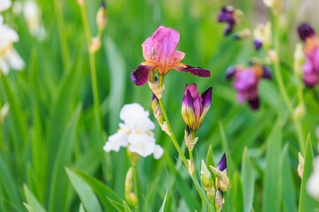 Vibrant purple and white irises bloom amidst lush greenery