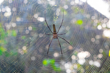Giant Woodspider (Nephila pilipes), known for its golden silk. Contains proteins with biomedical...