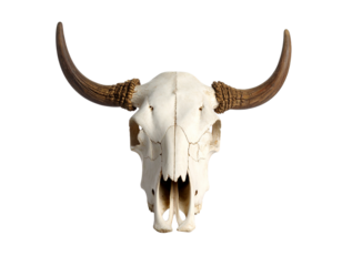 Steer skull with horns isolated on white background, western style decor.