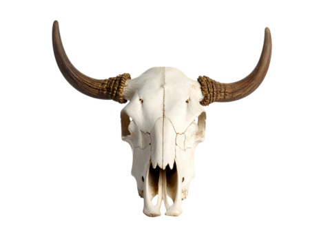 Steer skull with horns isolated on white background, western style decor.