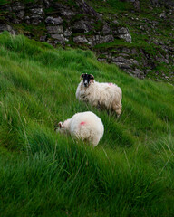 Two fluffy sheep, one standing and one grazing, are situated on a lush green hillside. Rocky terrain forms the backdrop in this pastoral scene in Rural Ireland.