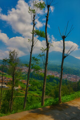 Obraz premium trees in the forest