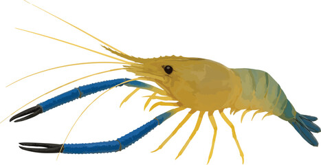 Realistic Shrimp