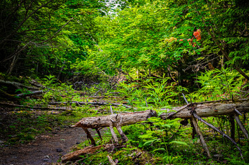 北海道　支笏湖　苔の回廊