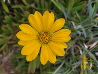 Gazania linearis is a species of flowering plant in the family Asteraceae