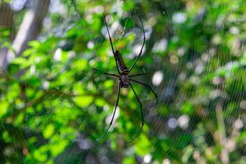 Giant Woodspider (Nephila pilipes), known for its golden silk. Contains proteins with biomedical potential. Used in research for nerve repair and strong biodegradable fibers