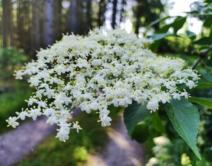 white lilac flowers