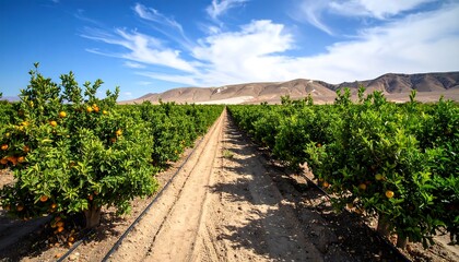 Obraz premium Vast orange grove under a clear sky