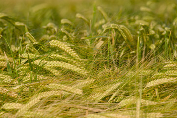 ripening rye in an agricultural field during summer

