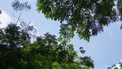 Obraz premium Serene Sunlight Filtering Through Green Leaf Canopy Against Sky Outdoors