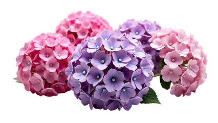 Pink and Purple Hydrangea Macrophylla Blooms Closeup