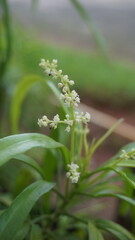 Soft Focus Delicate White Flower Blossom on a Green Plant Branch