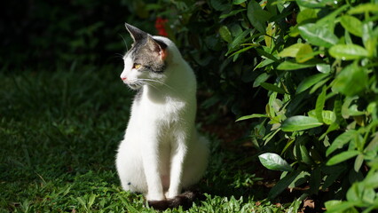 Natural Outdoor Portrait of a White and Grey Cat Sitting