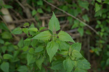 green leaves in the rain