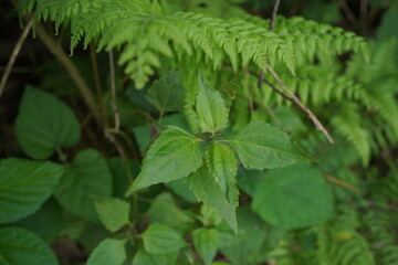 green fern leaves