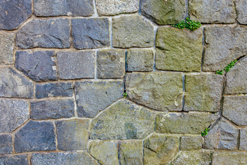 Textured stone wall with green foliage in natural light. March 17, 2025, Konopiste Castle, Czech Republic