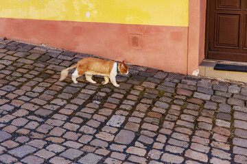Stray ginger cat walking on cobblestone street near colorful wall