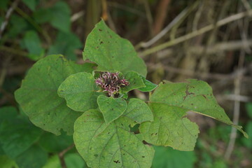 spider on a leaf