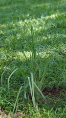 Fresh Lemongrass Growing among Green Grass in Bright Outdoor Sunlight
