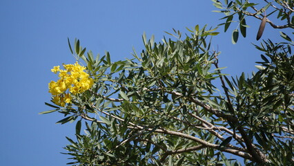 Bright Tropical Tree with Yellow Flowers Against Clear Blue Sky Outdoors