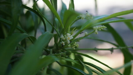 Soft Focus Detailed Dracaena Fragrans Flower with Small Insects Still Life