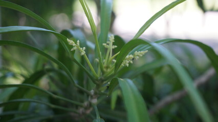 Close-up Macro Photography of Dracaena Plant with Small White Flowers