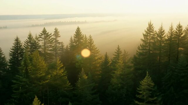 Golden dawn light filters through spruce treetops cloaked morning mist captured cinematic K forest documentaries meditation loops autumn title sequences