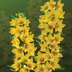 Loosestrife spotted in the summer garden. Yellow flowers of Lysimachia punctata is a moisture-loving cultivated herbaceous perennial. Vector realistic colorful drawing.
