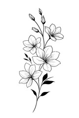 Single line art illustration of jasmine flowers in black and white  